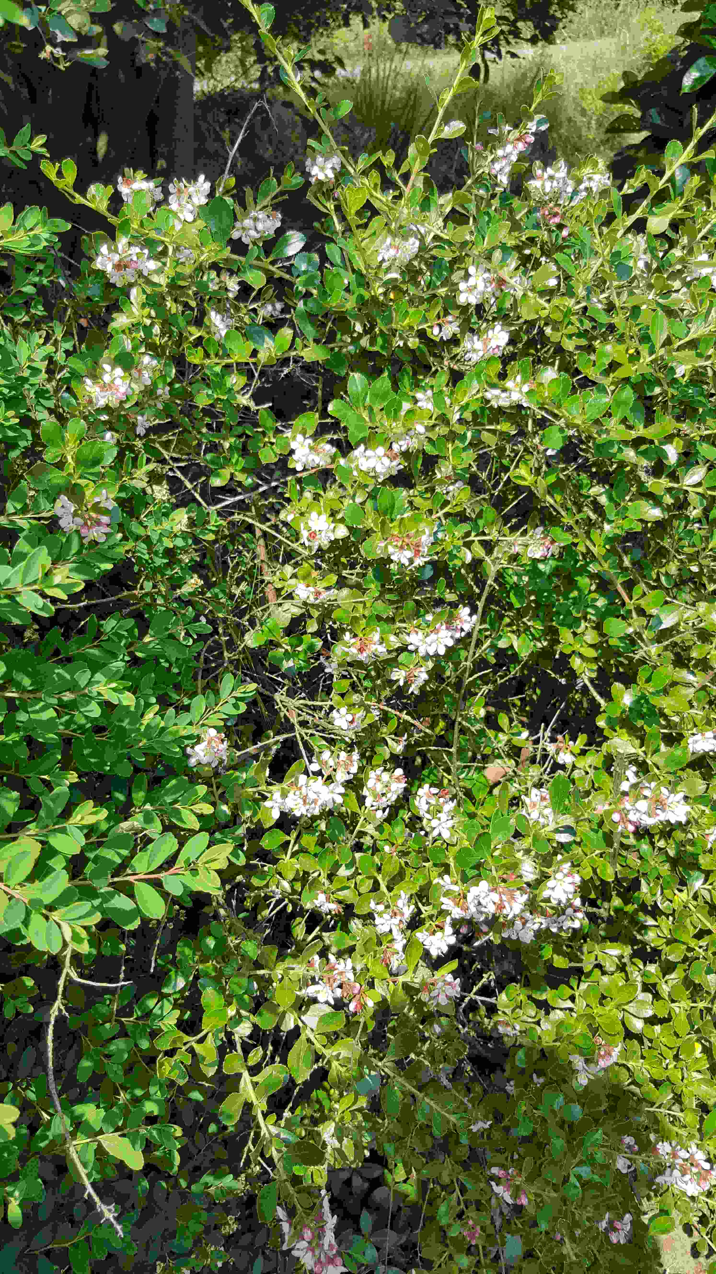 cotoneaster.jpg